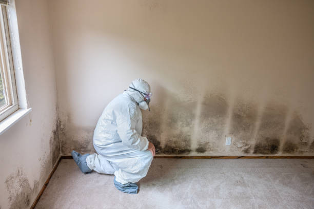 Best Attic Mold Removal  in Sanford, FL